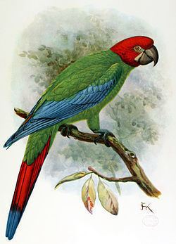 Red-headed macaw httpsuploadwikimediaorgwikipediacommonsthu