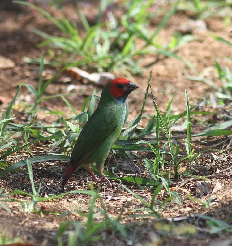 Red-headed parrotfinch wwwhbwcomsitesdefaultfilesstylesibc1kpubl