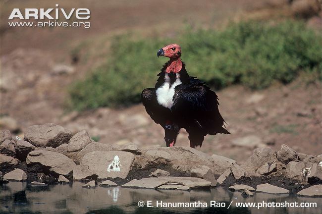 Red-headed vulture Redheaded vulture videos photos and facts Sarcogyps calvus ARKive