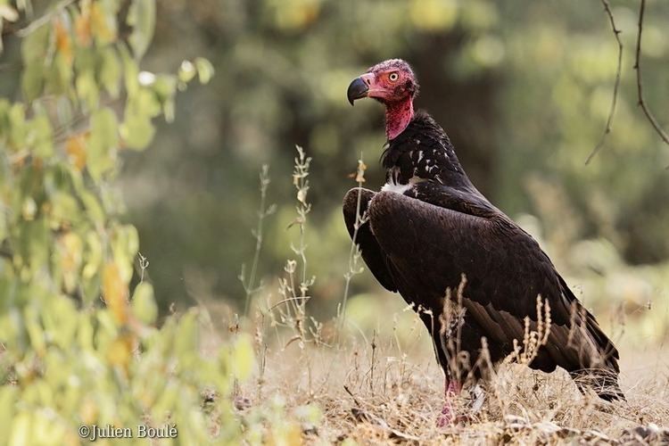 Red-headed vulture Red Headed vulture 2 Ranthambore