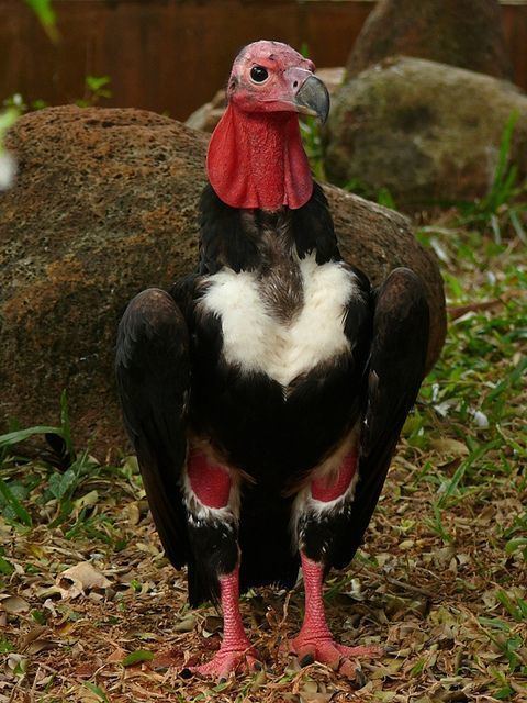 Red-headed vulture Redheaded Vulture sarcogyps calvus BirdsofPrey 09 Birds of