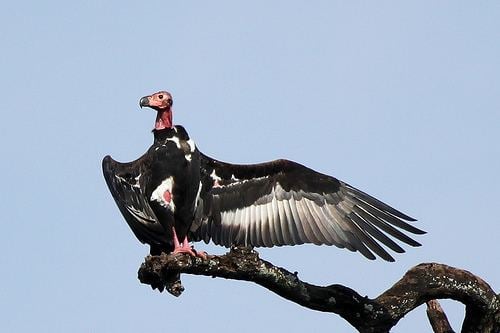Red-headed vulture Redheaded Vulture Sarcogyps calvus Planet of Birds