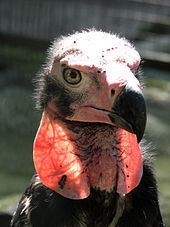 Red-headed vulture httpsuploadwikimediaorgwikipediacommonsthu
