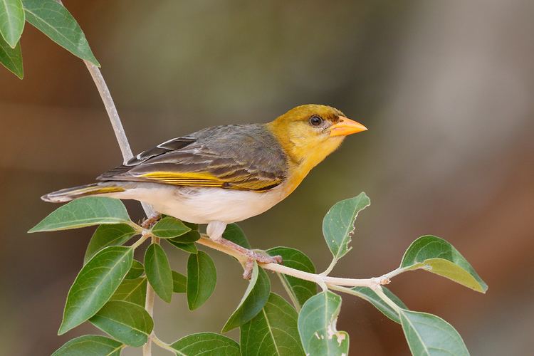 Red-headed weaver Redheaded Weaver Bird amp Wildlife Photography by Richard and