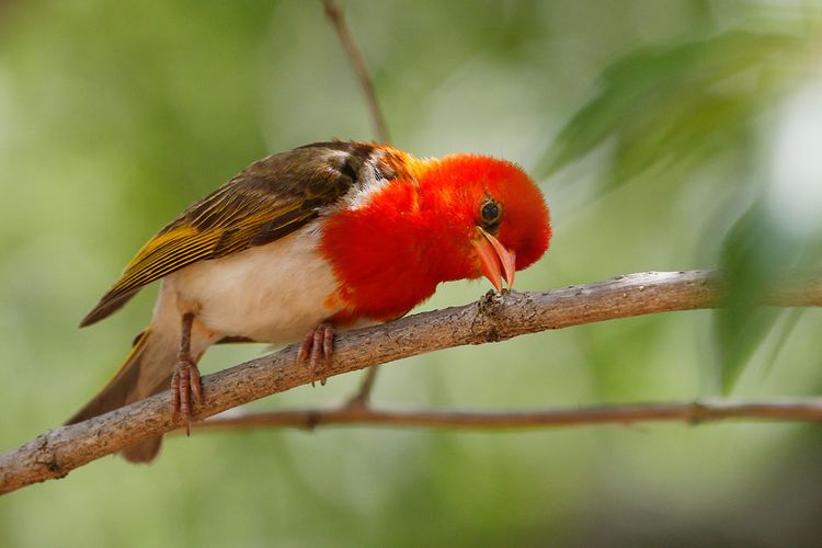 Red-headed weaver Redheaded Weaver Bird amp Wildlife Photography by Richard and