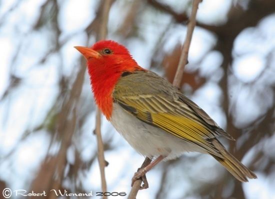 Red-headed weaver Redheaded Weaver BirdForum Opus