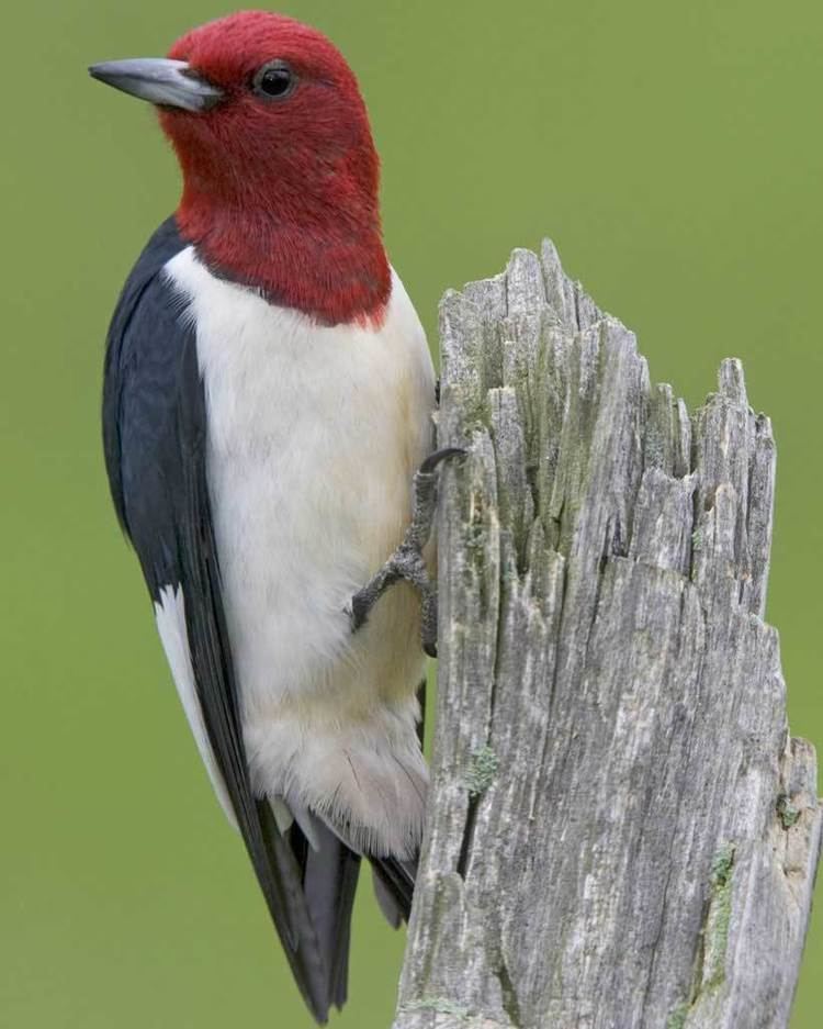 Red-headed woodpecker d2fbmjy3x0sduacloudfrontnetsitesdefaultfiles