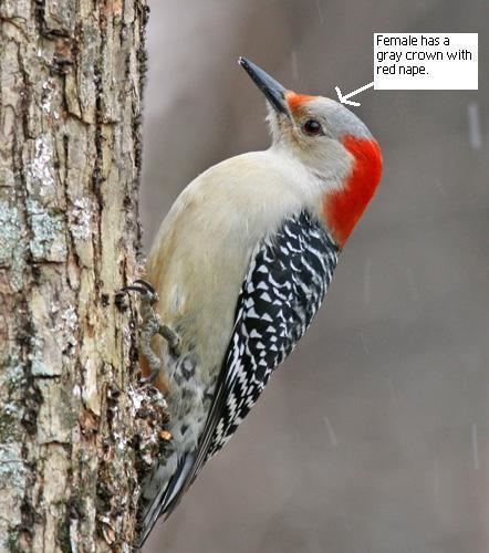 Red-headed woodpecker Tennessee Watchable Wildlife Redbellied Woodpecker vs Redheaded