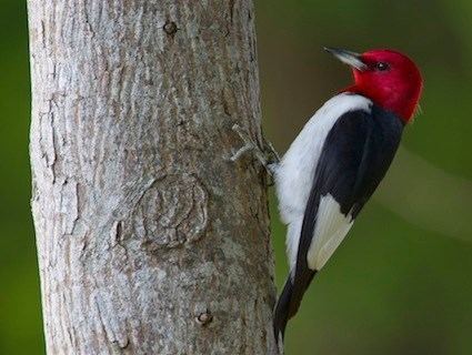 Red-headed woodpecker Redheaded Woodpecker Identification All About Birds Cornell Lab