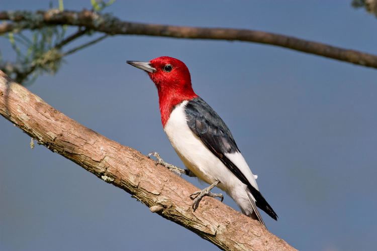 Red-headed woodpecker Redheaded Woodpecker Audubon Field Guide
