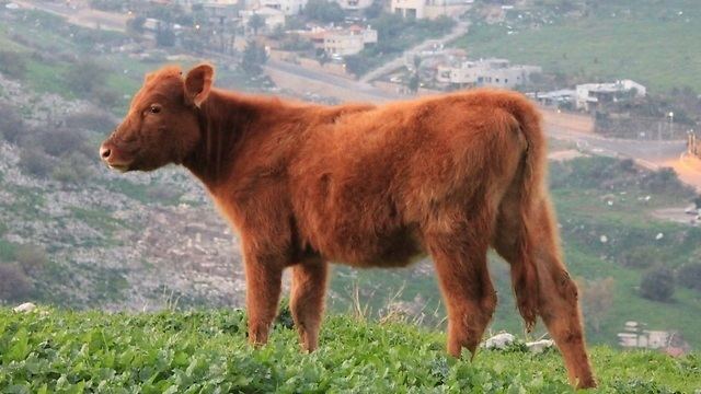 Red heifer Ynetnews News Cattleman raising historic herd of red heifers in Israel