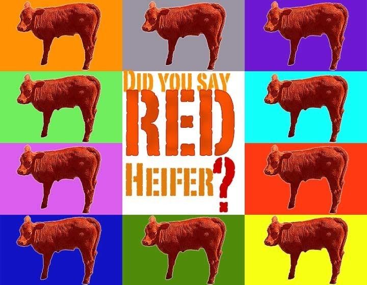 Red heifer The Red Heifer Has the End Time Sign Been Born 4 donkprestoncom