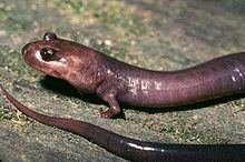 Red Hills salamander Red Hills salamander Wikipedia