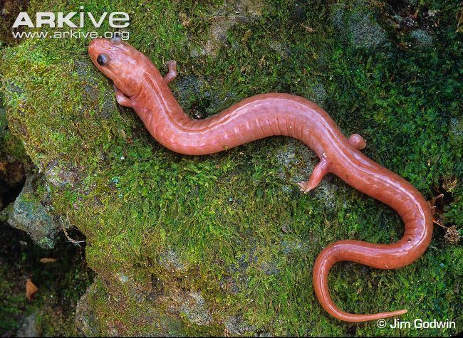 Red Hills salamander Red hills salamander photo Phaeognathus hubrichti G83111 ARKive