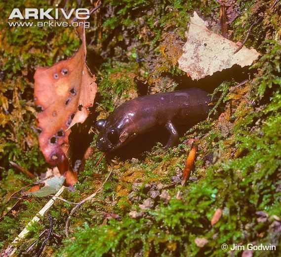 Red Hills salamander Red hills salamander photo Phaeognathus hubrichti G88223 ARKive