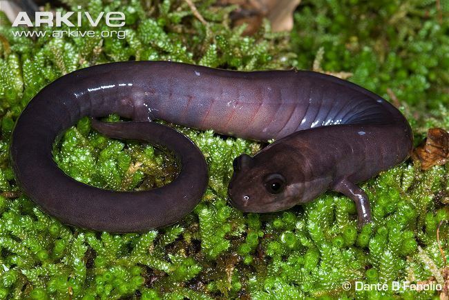Red Hills salamander Red hills salamander videos photos and facts Phaeognathus