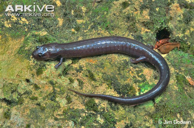 Red Hills salamander Red hills salamander photo Phaeognathus hubrichti G88226 ARKive