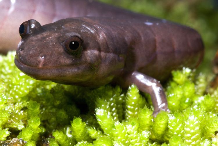 Red Hills salamander Red Hills Salamander Encyclopedia of Alabama