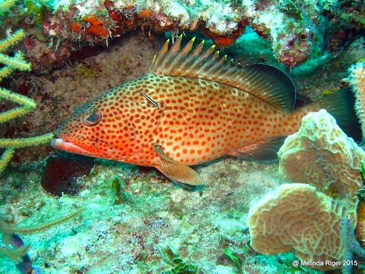 Red hind RED HIND GROUPER BAHAMAS REEF FISH 25 ROLLING HARBOUR ABACO
