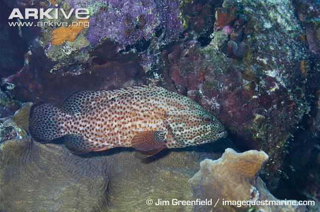 Red hind Red hind videos photos and facts Epinephelus guttatus ARKive