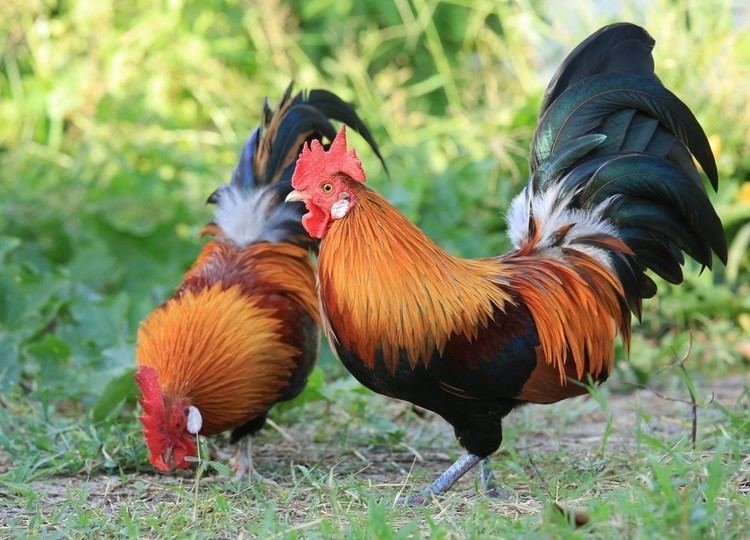 Red junglefowl Red Junglefowl Rare Breed Chicks for Sale Cackle Hatchery