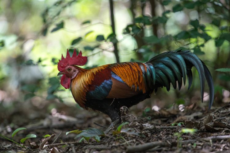 Red junglefowl Red junglefowl Wikiwand