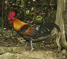Red junglefowl httpsuploadwikimediaorgwikipediacommonsthu
