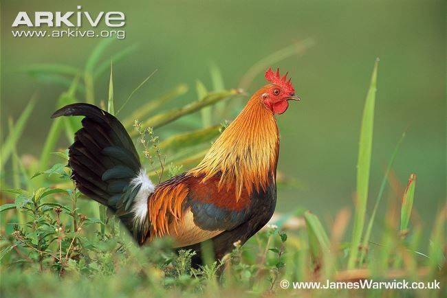 Red junglefowl Red junglefowl videos photos and facts Gallus gallus ARKive