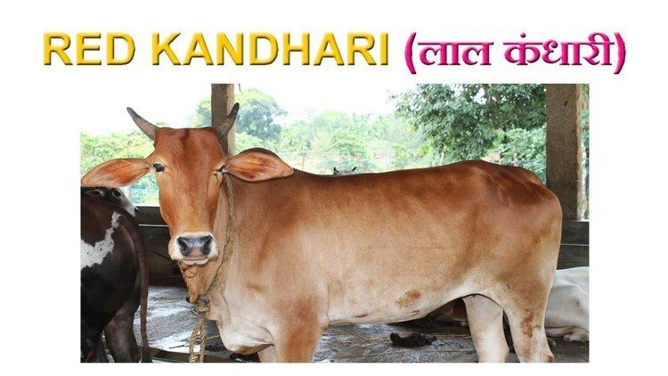Red Kandhari cattle Red Kandhari Cow Status characteristics and performance