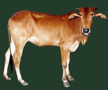 Red Kandhari cattle Red Kandhari Dairy Knowledge Portal
