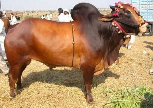 Red Kandhari cattle All Paedia Red Kandhari Cattle Breed