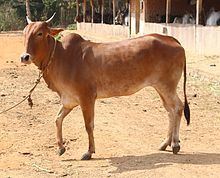 Red Kandhari cattle httpsuploadwikimediaorgwikipediacommonsthu