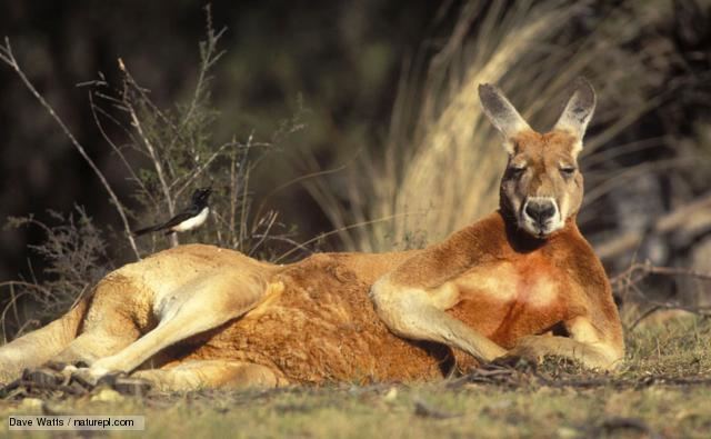 Red kangaroo BBC Nature Red kangaroo videos news and facts