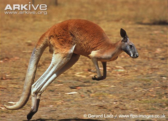 Red kangaroo Red kangaroo videos photos and facts Macropus rufus ARKive