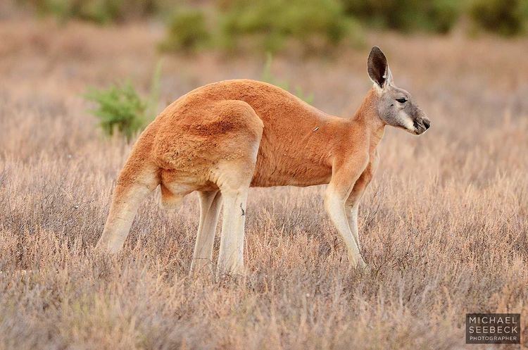 Red kangaroo 78 Best images about Red kangaroo reference on Pinterest Australia