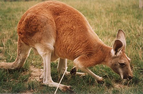 Red kangaroo Red kangaroo Wikipedia