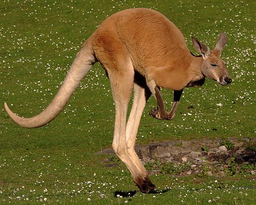 Red kangaroo Red Kangaroo Fact Sheet