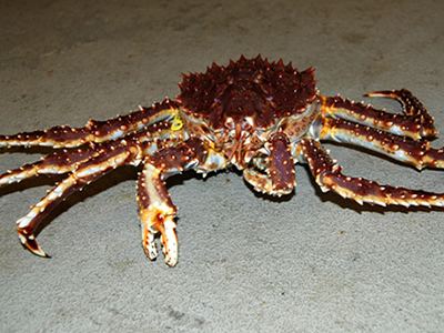 Red king crab AFSC Education