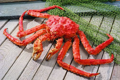 Red king crab Alaska King Crab King Crab Facts Captain Jack39s Seafood Locker