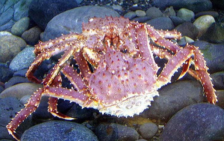 Red king crab oceanaorgsitesdefaultfilesstyleslightboxful