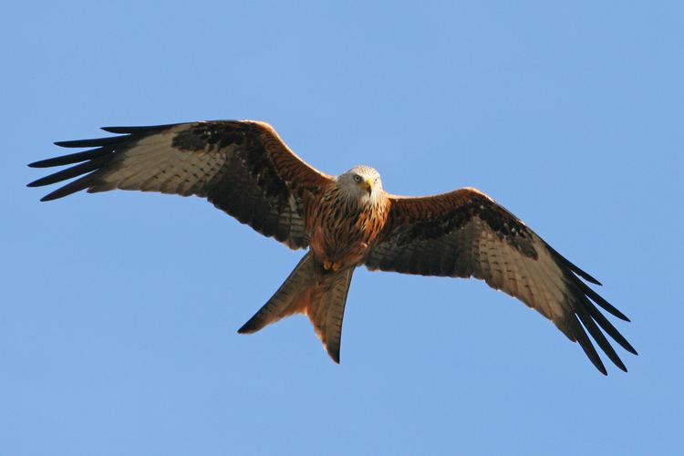 Red kite Red Kite in West Sussex Wildlife questions Wildlife The RSPB