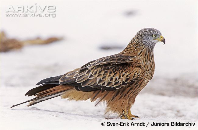 Red kite Red kite videos photos and facts Milvus milvus ARKive