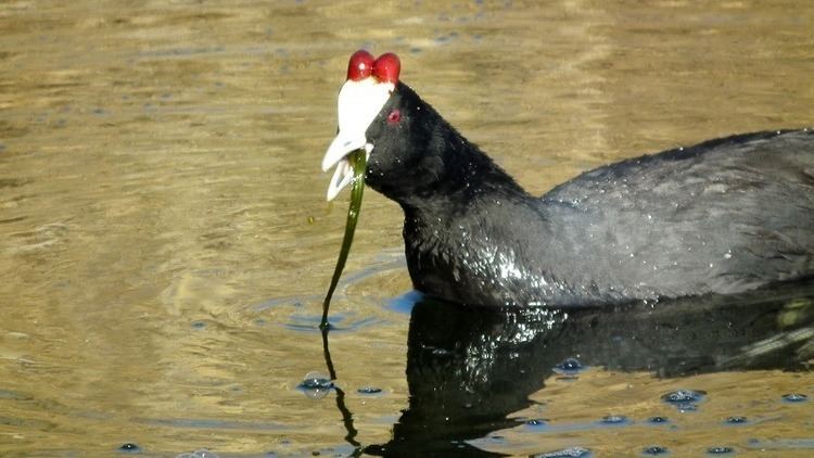 Red-knobbed coot Redknobbed Coot The Photographic Journey of bulldog