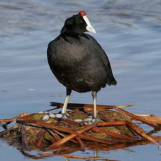 Red-knobbed coot cristata Redknobbed coot