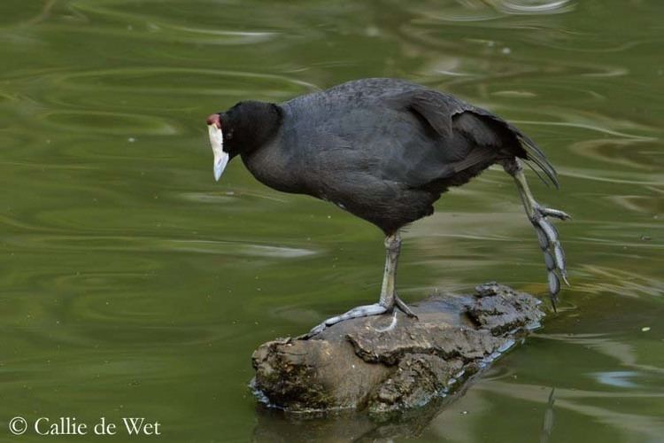 Red-knobbed coot Redknobbed Coot