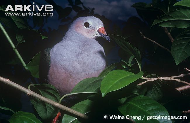 Red-knobbed imperial pigeon Redknobbed imperialpigeon videos photos and facts Ducula