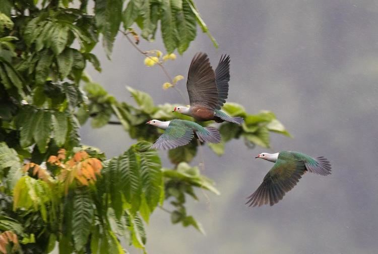 Red-knobbed imperial pigeon Redknobbed Imperialpigeon Ducula rubricera Redknobbed Imperial