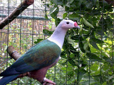 Red-knobbed imperial pigeon httpssmediacacheak0pinimgcom564xdc957c