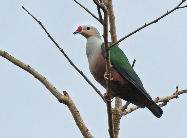 Red-knobbed imperial pigeon Redknobbed Imperialpigeon Ducula rubricera videos photos and