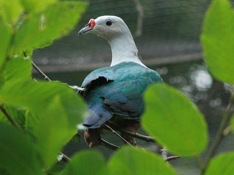 Red-knobbed imperial pigeon Redknobbed Imperialpigeon ZooChat